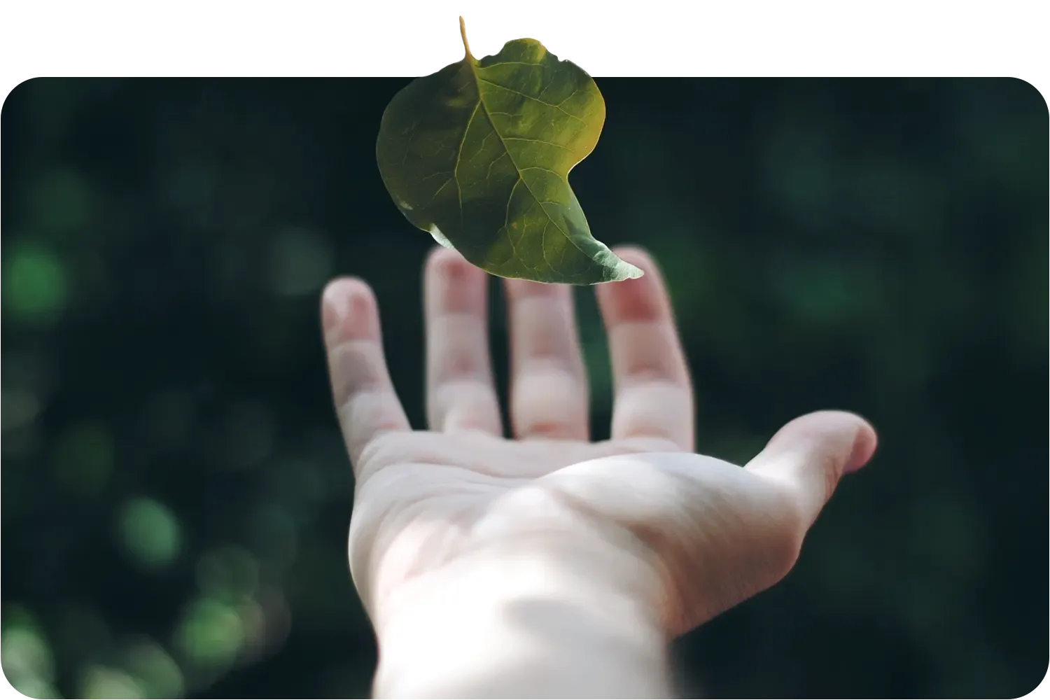 An open hand beneath a falling leaf