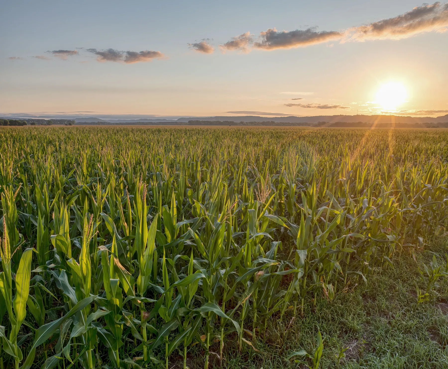 A field at sunset
