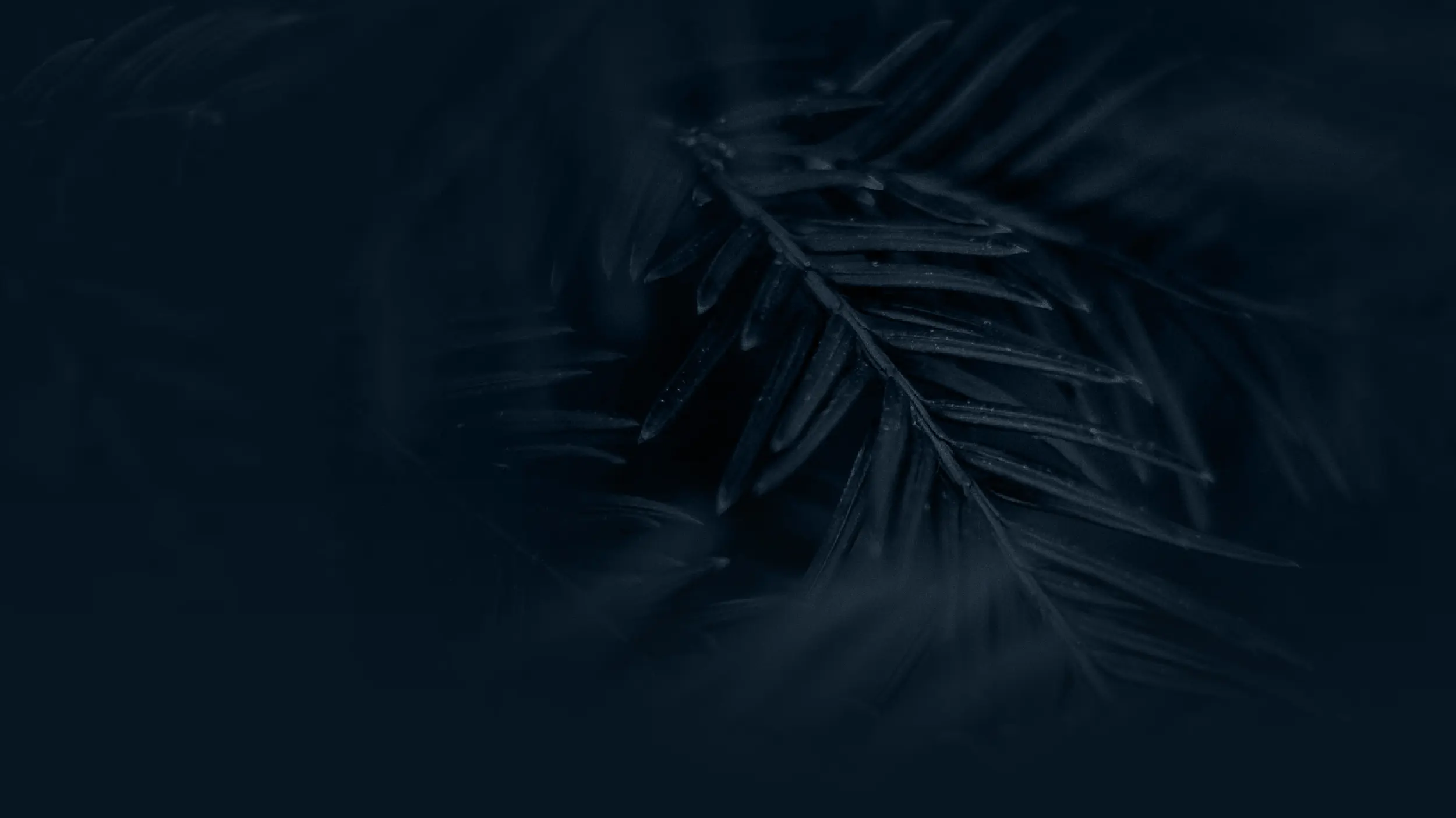 A dark fern frond, the Future Energy Global brand motif